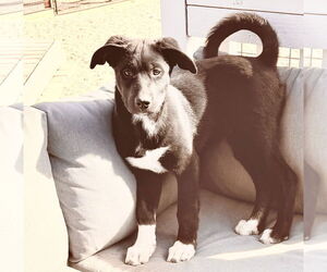 Erica - Female Scottish Collisky Dog for Adoption - Photo #4