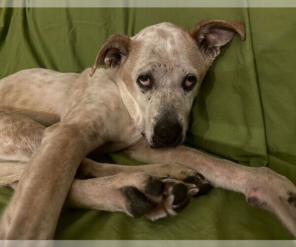 Medium Photo #2 Boxer-Unknown Mix Puppy For Sale in Brooklyn Center, MN, USA