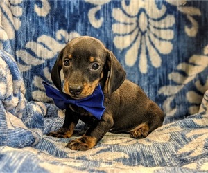 Dachshund Puppy for sale in NEW HOLLAND, PA, USA