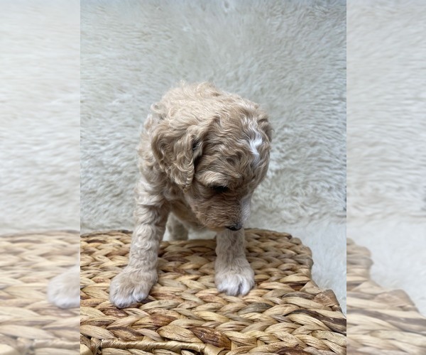 Medium Photo #35 Double Doodle Puppy For Sale in PIERSON, FL, USA