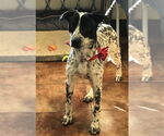 Small #6 Dalmatian Mix