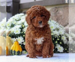 Poodle (Miniature) Puppy for sale in EAST EARL, PA, USA