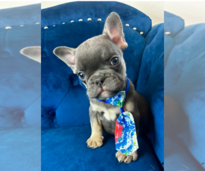 French Bulldog Puppy for sale in ATLANTA, GA, USA