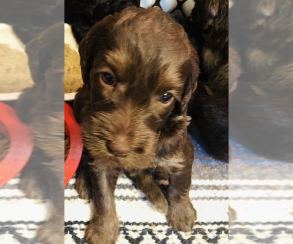 Medium Photo #29 Labradoodle Puppy For Sale in MIFFLINBURG, PA, USA
