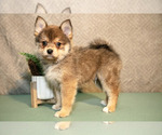 Puppy Whooper Pomsky