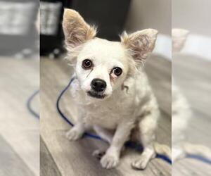 Medium Chihuahua