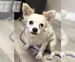 Small Chihuahua