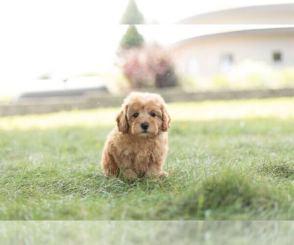 Medium Photo #5 Poodle (Toy) Puppy For Sale in WARSAW, IN, USA