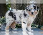 Small Photo #18 Australian Shepherd Puppy For Sale in CHRISTIANA, PA, USA