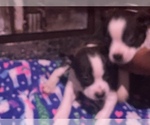 Small Photo #40 Boston Terrier-Collie Mix Puppy For Sale in COLUMBUS, OH, USA