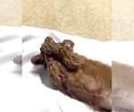 Small #1 Golden Retriever-Poodle (Toy) Mix