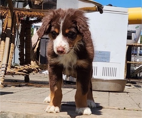 Medium Photo #1 Australian Shepherd Puppy For Sale in TYASKIN, MD, USA