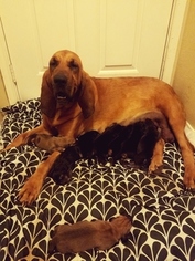 Bloodhound Puppy for sale in BURLESON, TX, USA
