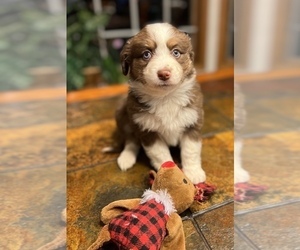 Miniature Australian Shepherd Puppy for sale in SAINT CLOUD, MN, USA