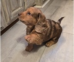 Small #1 Dachshund