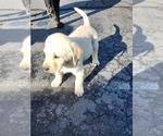 Small Photo #6 Labrador Retriever Puppy For Sale in HICKORY, NC, USA