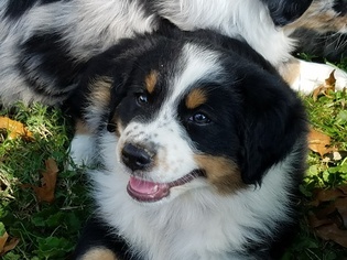 Australian Shepherd Puppy for sale in MORNING VIEW, KY, USA