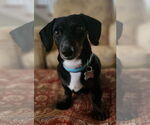 Small #4 Dachshund