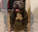 Small Photo #10 American Bully Puppy For Sale in GILBERT, AZ, USA