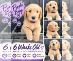 Puppy Purple Double Doodle