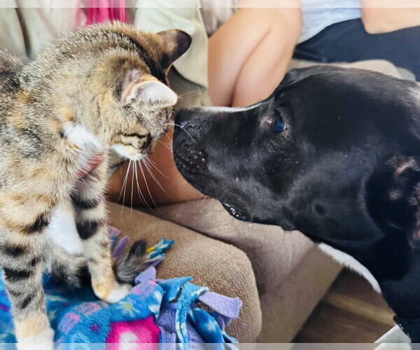 Medium Photo #2 American Pit Bull Terrier-Labrador Retriever Mix Puppy For Sale in Germantown, OH, USA