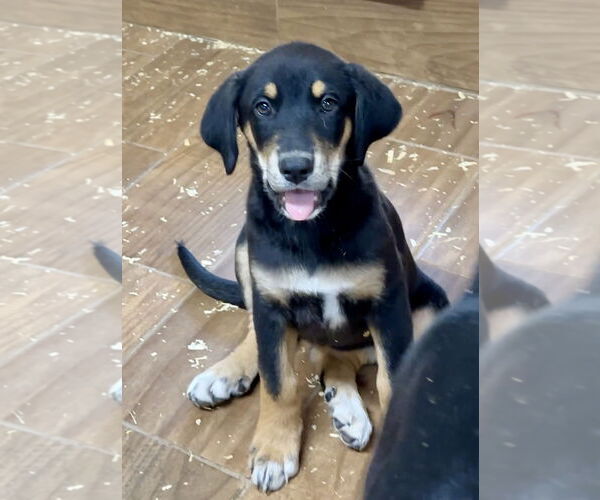 Medium Photo #2 Labrador Retriever-Unknown Mix Puppy For Sale in Green Forest, AR, USA