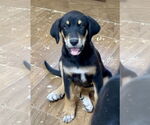 Small #1 Labrador Retriever Mix