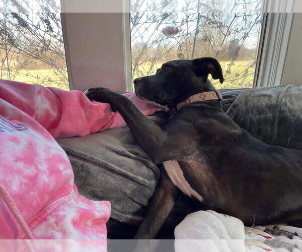 Medium Photo #13 American Pit Bull Terrier-Unknown Mix Puppy For Sale in Germantown, OH, USA