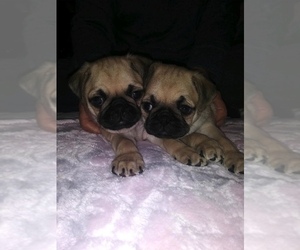 Pug Puppy for sale in BLUFF CITY, TN, USA