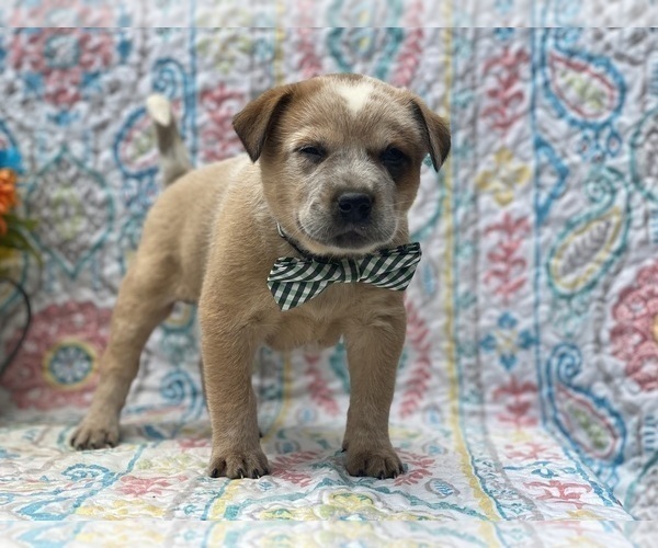 Medium Photo #3 Australian Cattle Dog Puppy For Sale in LANCASTER, PA, USA