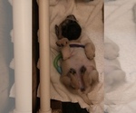 Small Photo #22 Pug Puppy For Sale in MANTECA, CA, USA
