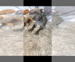 Image preview for Ad Listing. Nickname: Bear