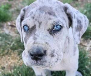 Daniff Puppy for Sale in DENVER, Colorado USA