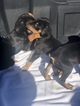 Small Photo #14 Doberman Pinscher Puppy For Sale in SUISUN CITY, CA, USA