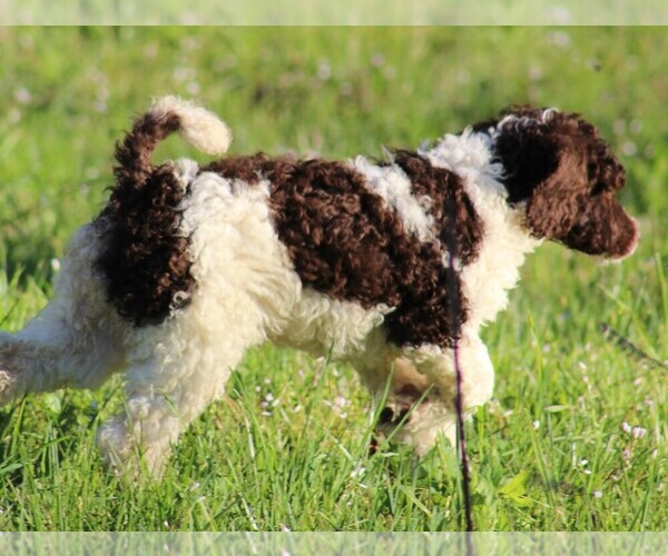 Medium Photo #12 Poodle (Standard) Puppy For Sale in LINDEN, TN, USA
