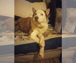 Small #3 Siberian Husky