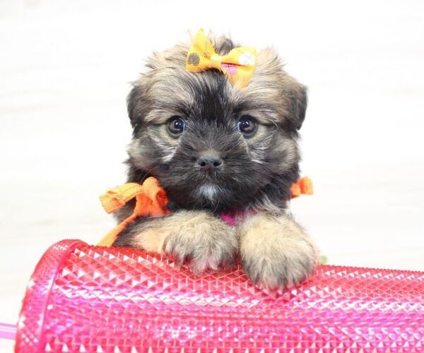 Medium Photo #10 Shorkie Tzu Puppy For Sale in LAS VEGAS, NV, USA