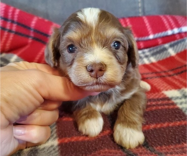 Medium Photo #21 Bernedoodle (Miniature) Puppy For Sale in LEETONIA, OH, USA