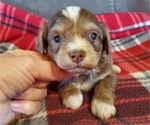 Small #20 Bernedoodle (Miniature)
