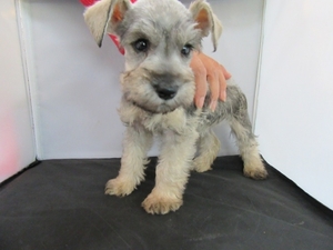 Schnauzer (Miniature) Puppy for sale in La Mirada, CA, USA