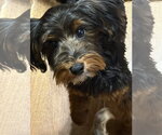 Small Mutt