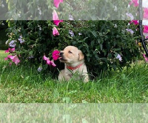 Labrador Retriever Puppy for sale in AUGUSTA, WI, USA