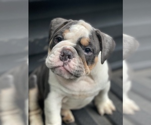 English Bulldogge Puppy for sale in MEM, TN, USA
