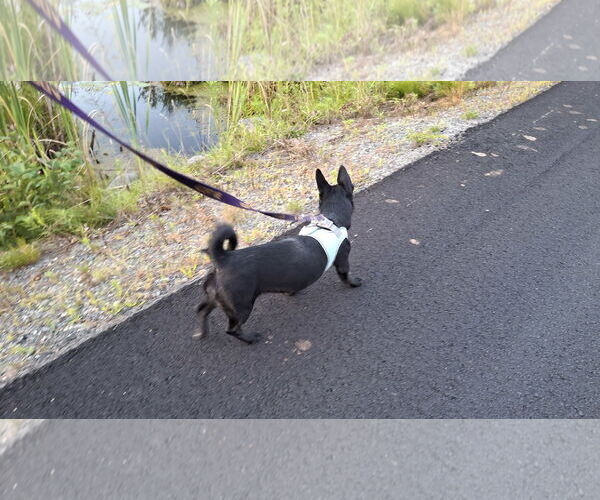Medium Photo #12 Dachshund-Unknown Mix Puppy For Sale in Sebec, ME, USA