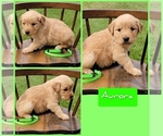 Small Photo #8 Golden Retriever Puppy For Sale in MONTROSE, CO, USA