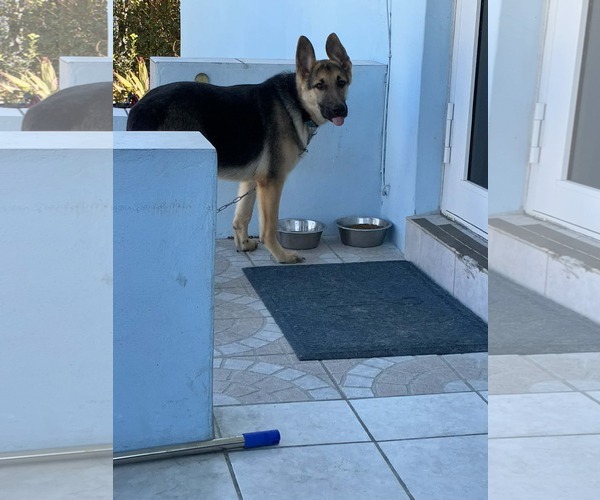 Medium Photo #2 German Shepherd Dog Puppy For Sale in Plantation, FL, USA