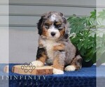 Small #2 Bernedoodle (Miniature)