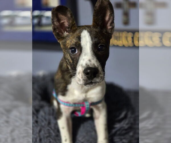 Medium Photo #2 Mountain Cur-Unknown Mix Puppy For Sale in Alexander, AR, USA