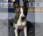 Small #1 Mountain Cur Mix