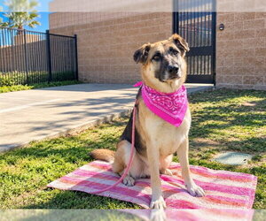 German Shepherd Dog Dogs for adoption in Orange, CA, USA